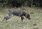 pui brac german -deutsch kurzhaar - german shorthaired pointer