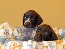 Karpaten Irbis D Litter