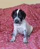 Deutsch Kurzhaar German Shorthaired Pointer puppies