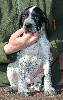 Deutsch Kurzhaar German Shorthaired Pointer puppies