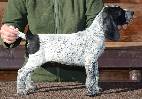 Deutsch Kurzhaar German Shorthaired Pointer puppies