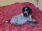 Deutsch Kurzhaar German Shorthaired Pointer puppies