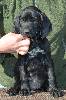Deutsch Kurzhaar German Shorthaired Pointer puppies