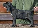 Deutsch Kurzhaar German Shorthaired Pointer puppies