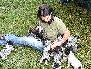 Deutsch Kurzhaar German Shorthaired Pointer Puppies