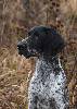 Deutsch Kurzhaar German Shorthaired Pointer Puppies