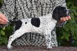 Deutsch Kurzhaar German Shorthaired Pointer Puppies