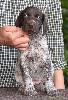 Deutsch Kurzhaar German Shorthaired Pointer Puppies