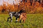 Deutsch Kurzhaar German Shorthaired Pointer Puppies