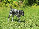 deutsch kurzhaar german shorthaired pointer puppies