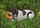 Deutsch Kurzhaar German Shorthaired Pointer Puppies