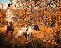 Deutsch Kurzhaar German Shorthaired Pointer Puppies
