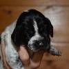 Deutsch Kurzhaar Welpen Puppies Karpaten Irbis Donau Wirbeln