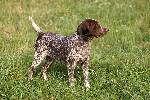 Deutsch Kurzhaar Welpen Puppies Karpaten Irbis Donau Wirbeln